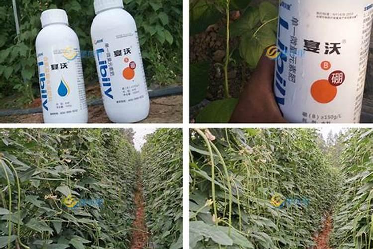 豆角结荚期怎么喷施叶肥