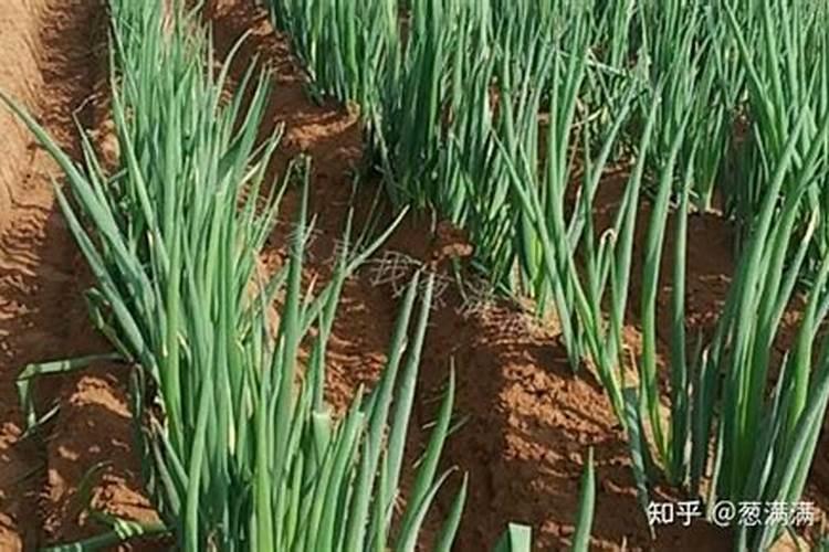硼肥是什么肥料怎样使用