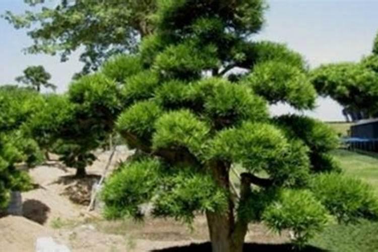 葡萄树挂果后打什么药？