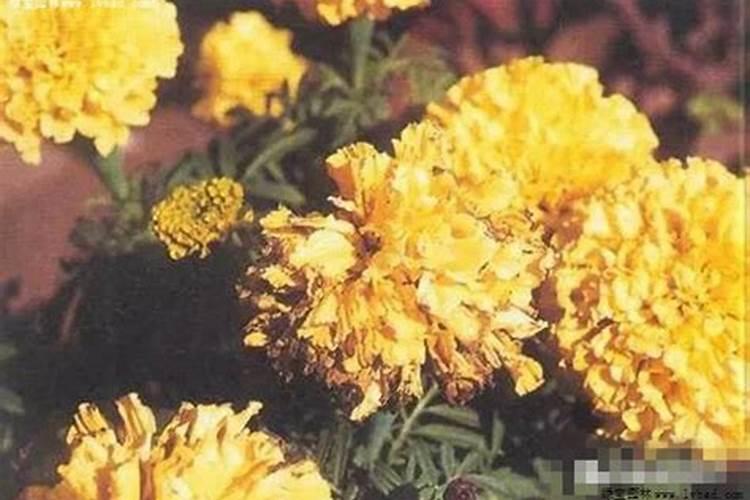 花卉安全用药