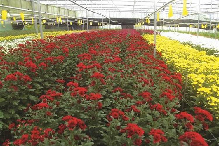含氯肥料在甜菜上能用吗？