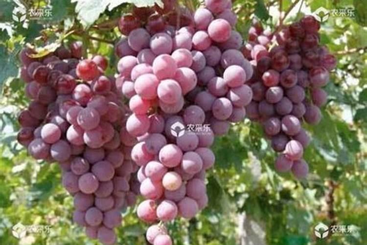兰花用什么肥料,怎么施肥