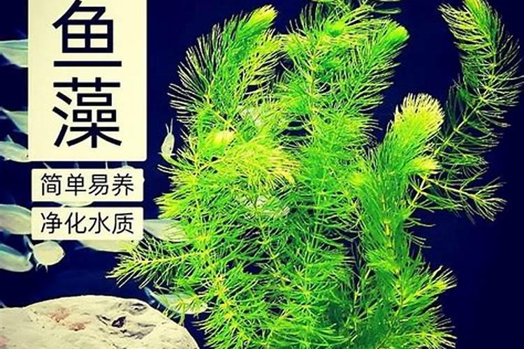 从外面买来的花插在水里可以活多长时间？