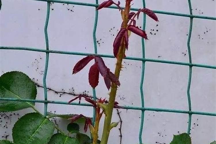要想月季花快速冒笋芽该怎么养护