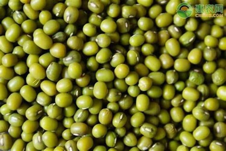 绿豆开花时能喷叶面肥