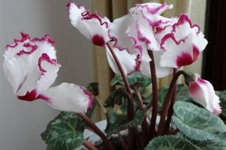 仙客来施什么肥开花茂盛