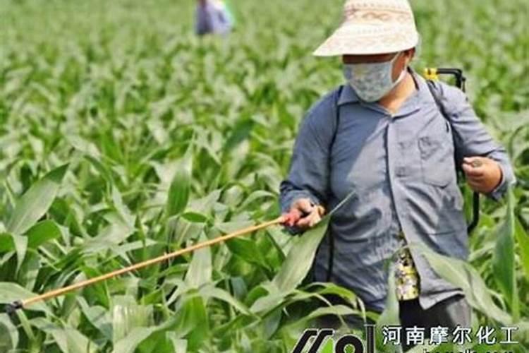 施用微量元素水溶肥起到什么作用？