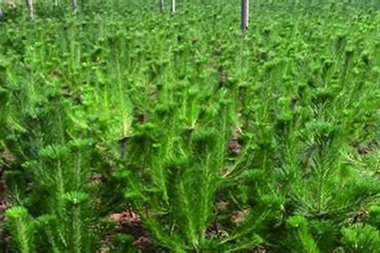 松树用什么肥料最好