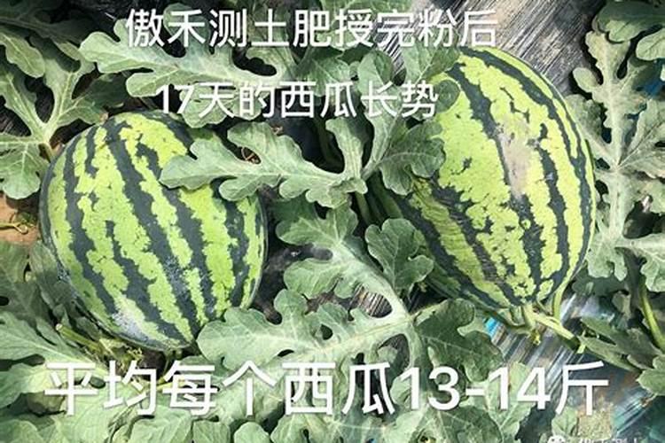 西瓜嫁接一周后可以叶面喷施磷酸二氢钾吗？