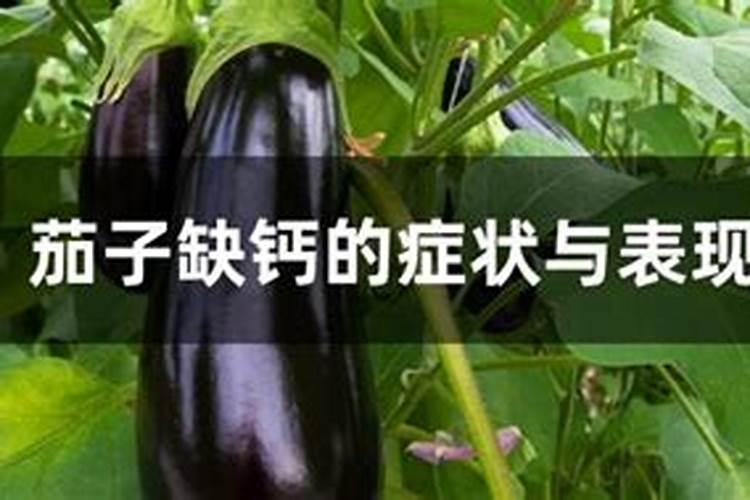 种辣椒、茄子 应该如何下底肥？请专家指点!谢谢!
