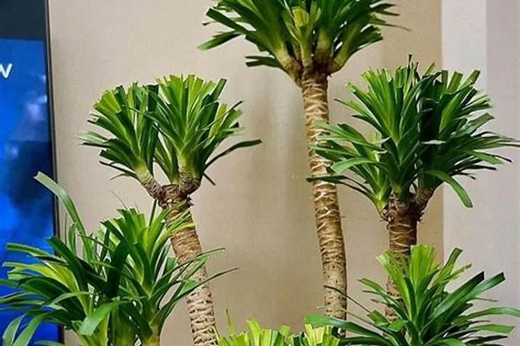 龙血树怎么养才能更旺盛