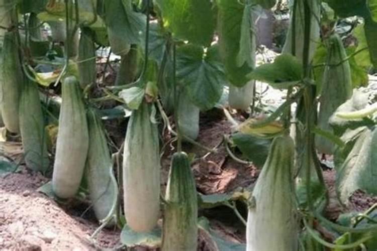 香瓜施什么肥料最好