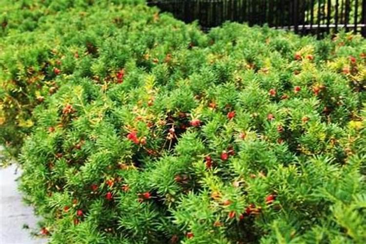 100斤菜籽可以被榨出多少斤的食用油？