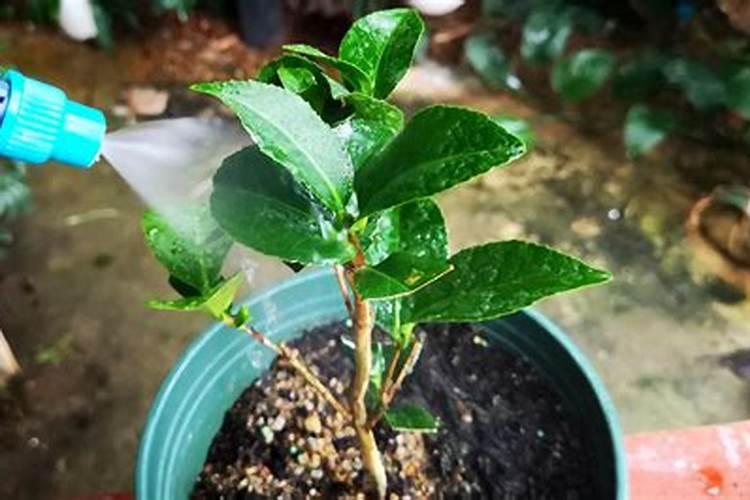 茶花开花期间可不可以叶面施肥.谢谢大家
