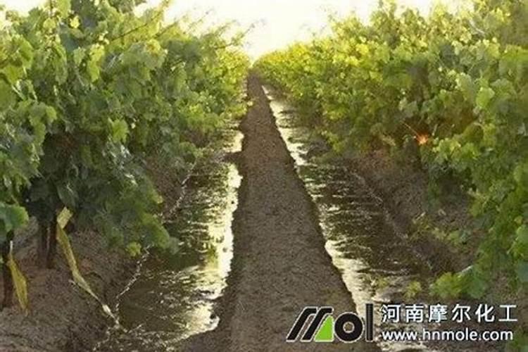 第一年葡萄小苗施什么肥(刚种葡萄苗用什么肥料长得快)