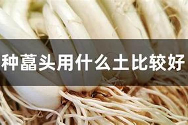 荞头施什么肥好