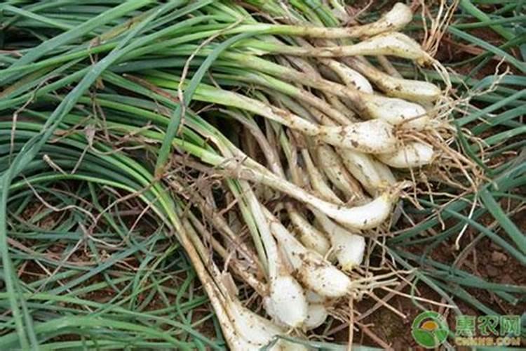 藠头施肥用什么肥料