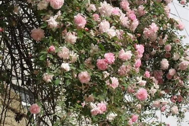 蔷薇花移栽后多久可以施肥