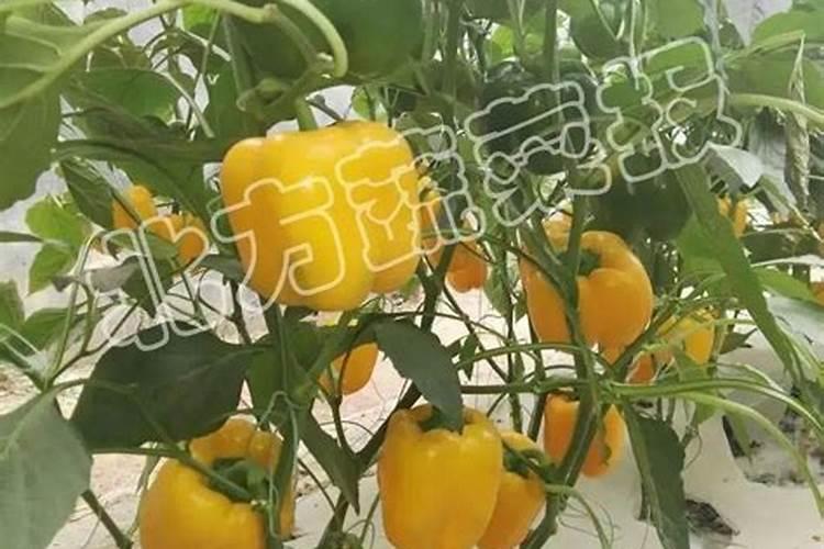 膨果最快的叶面水溶肥方法