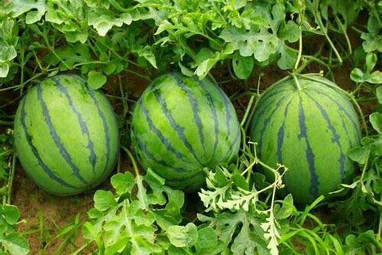 水溶肥辣椒田喷施用量