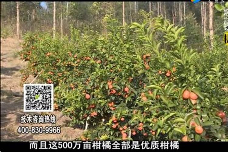 水溶肥什么品牌好？