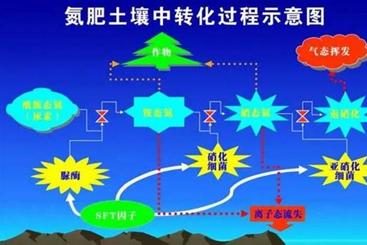 枣树什么肥料最旺树枝
