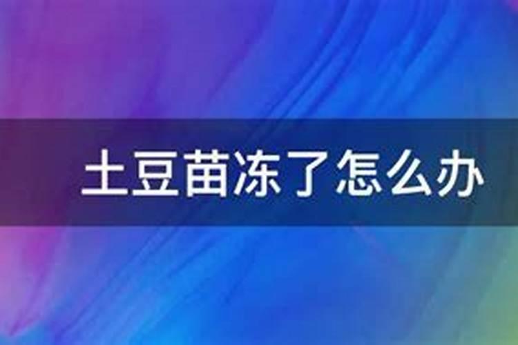 土豆被霜打焉了怎么办？