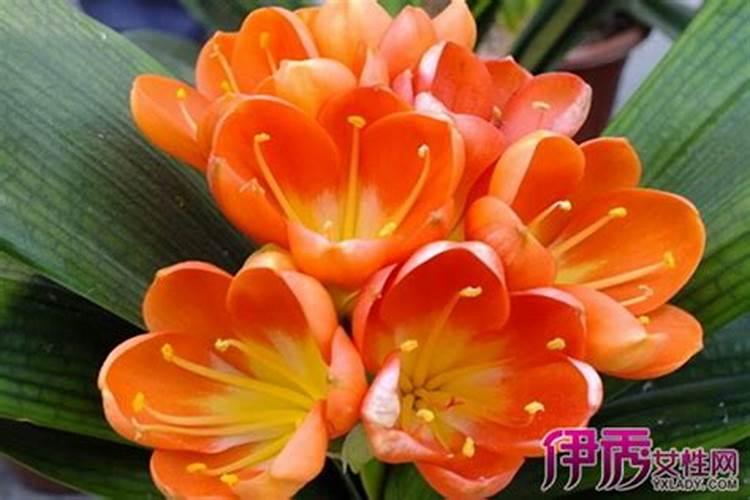 君子兰在春季应如何施肥