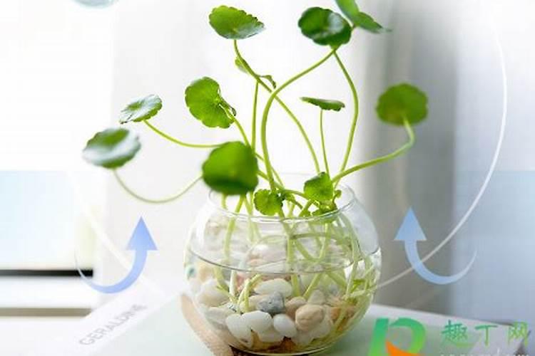 植物营养液属于化肥吗