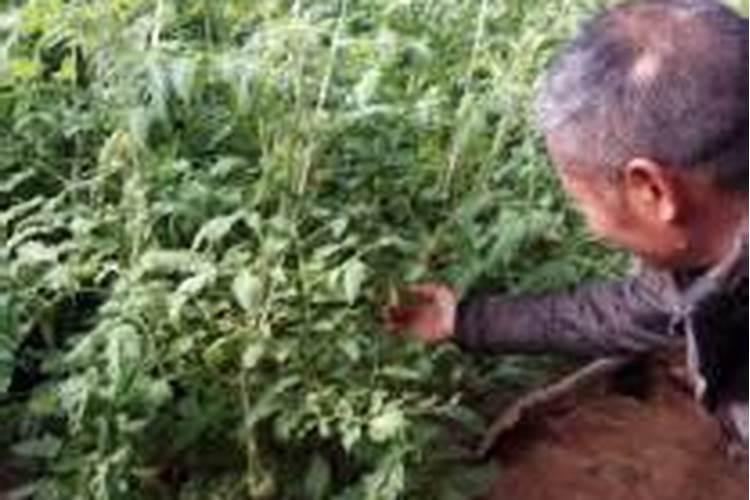 番茄第三水冲点什么样的肥