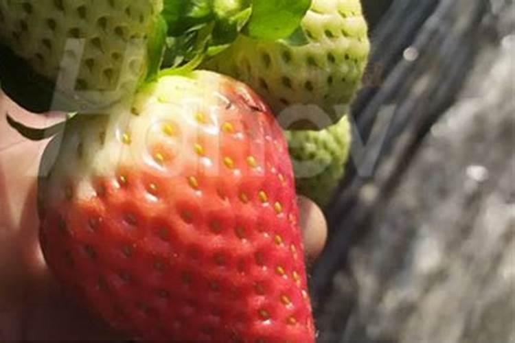 番茄挂果后怎么施肥 番茄施肥用什么肥料好