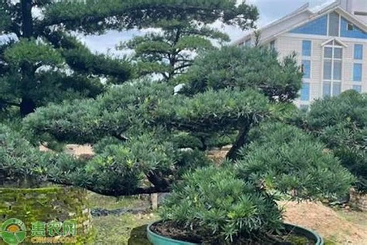 迎客松怎么施肥才旺盛迎客松怎么施肥才旺盛？