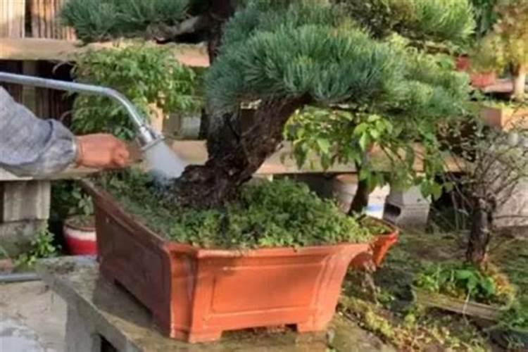 迎客松具体怎么养