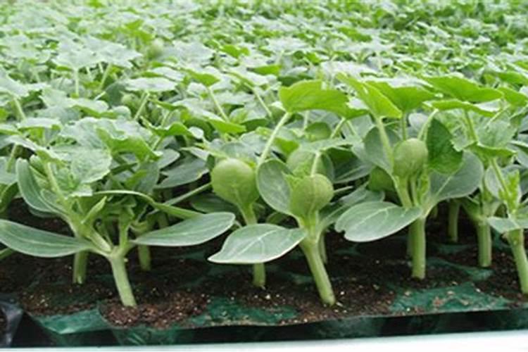 甜瓜用磷肥过多发生肥害求解