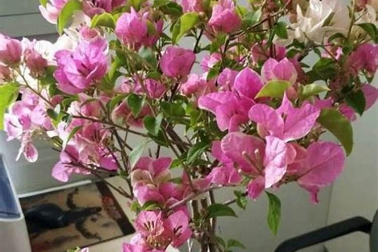 种菜最实用的肥料