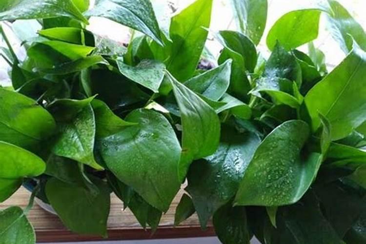 绿萝什么季节施肥最好 施肥多少合适