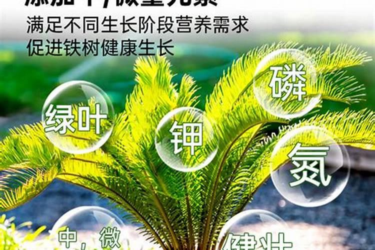 铁树叶边缘发黄怎么办