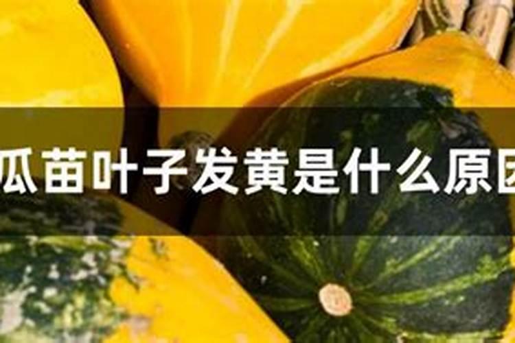 南瓜种植如何实现高产 南瓜怎么种植比较好