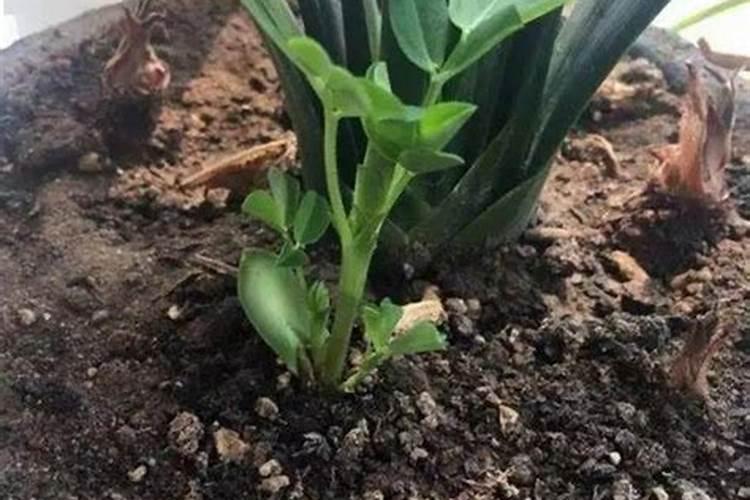 养花施肥太多怎么补救