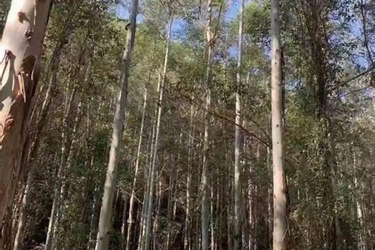 桉树专用肥哪个牌子好