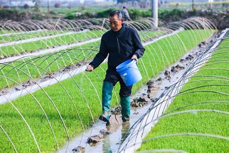 水稻分蘖期用什么叶面肥好