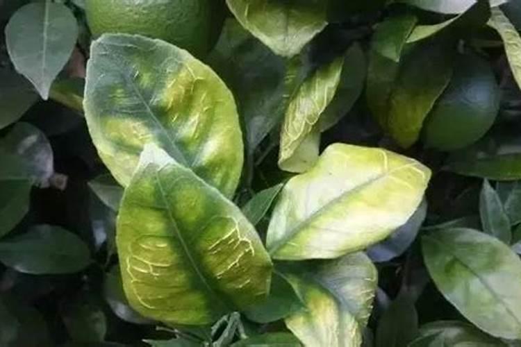 果树缺锰有何症状？怎样防治？