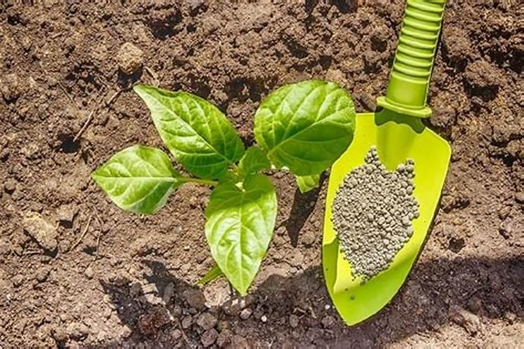 锌肥的作用及使用方法 锌肥的作用和使用方法