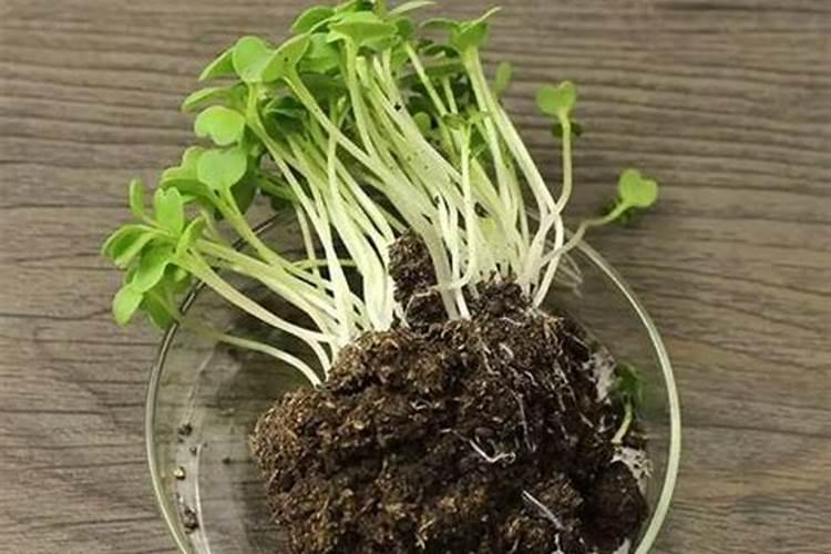 玫瑰花凋谢了怎么处理？