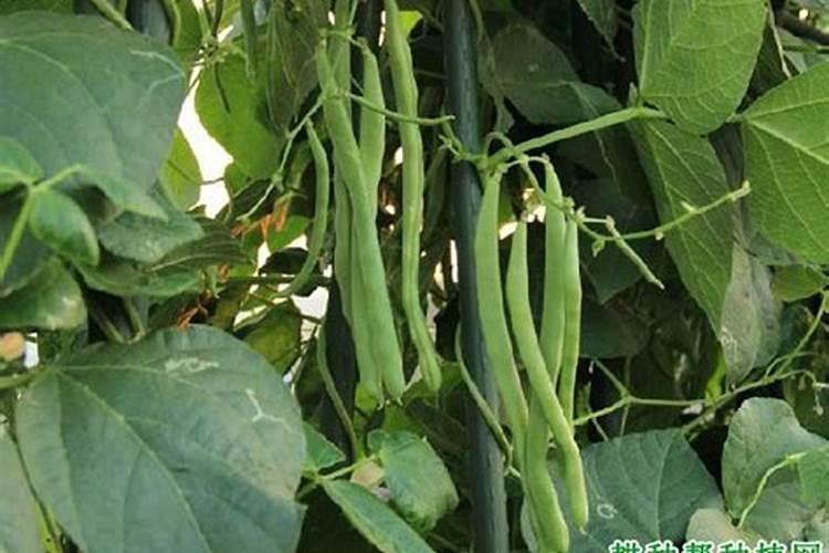 种四季豆用什么肥料好