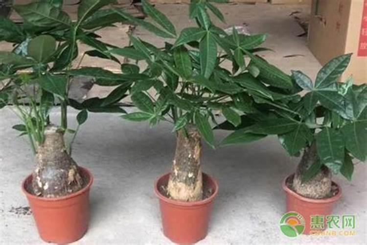 发财树施什么肥好,发财树怎样施肥/以氮肥为主
