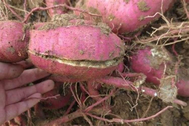 红薯打什么叶面肥增产,植物叶面肥有哪些