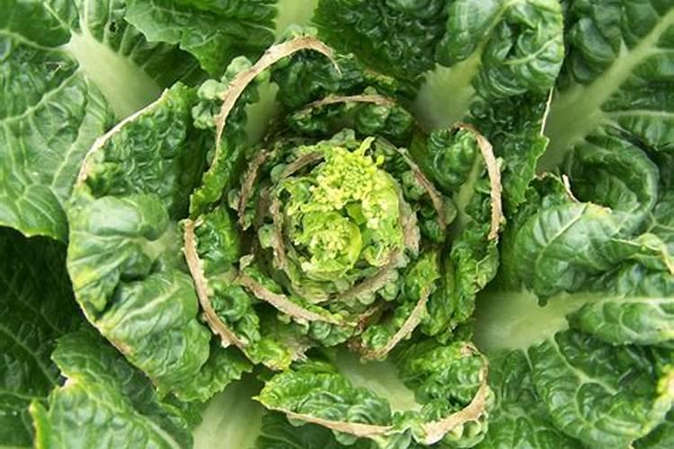 种植大白菜怎样施肥才产量高(种大白菜需要什么底肥)