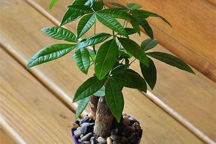 微量元素肥料使用方法 微量元素肥料有哪几种