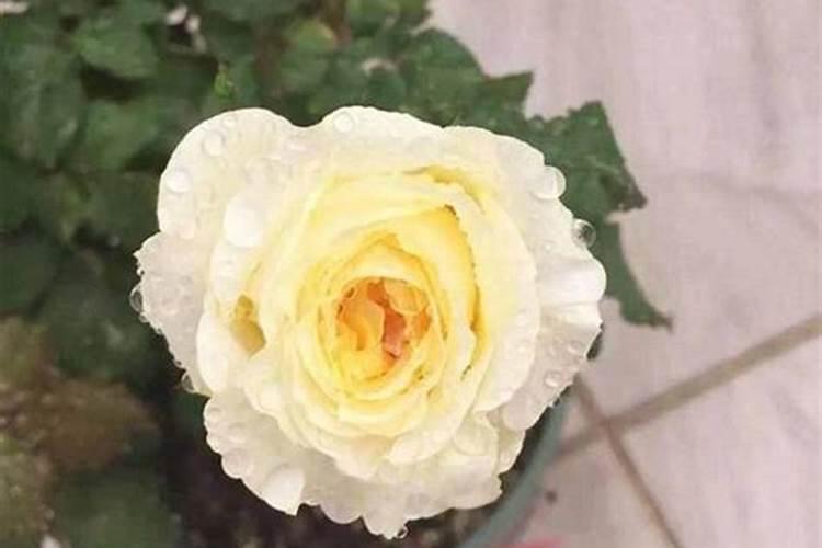 小麦拔节水什么时候浇
